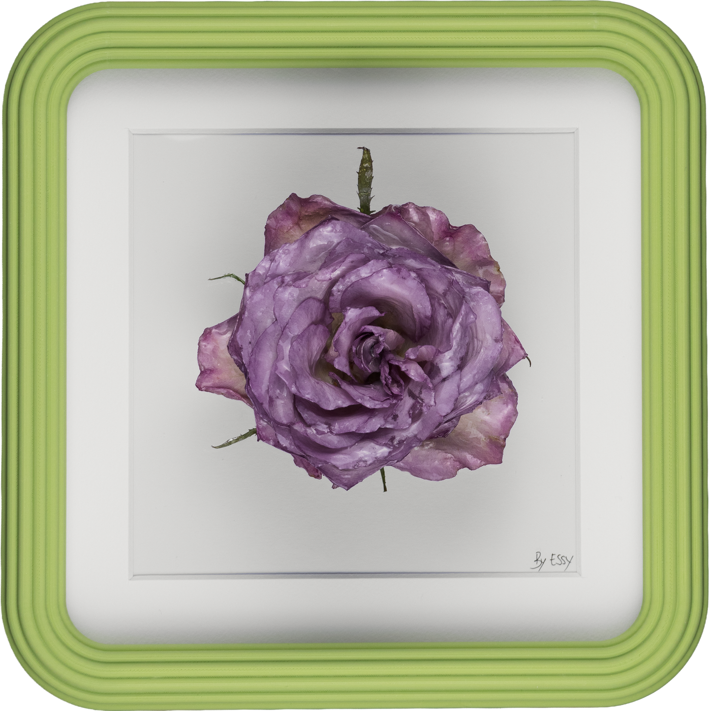 'ROSA' (Rose)