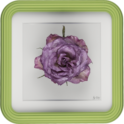 'ROSA' (Rose)