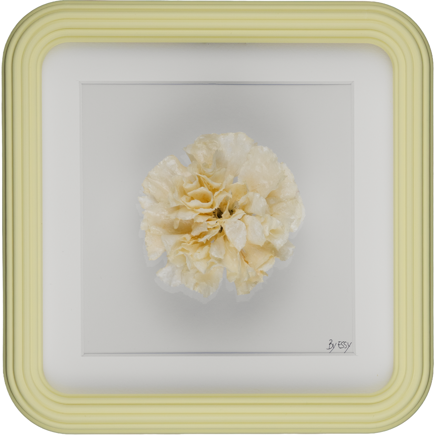 'CLAVEL' (Carnation)