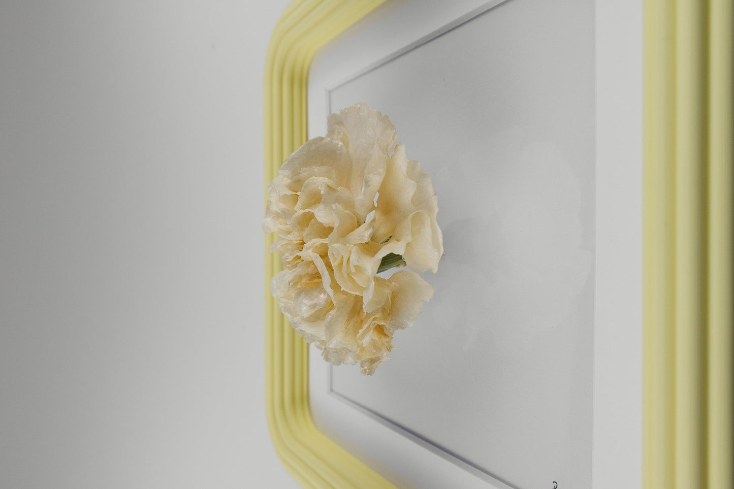 'CLAVEL' (Carnation)